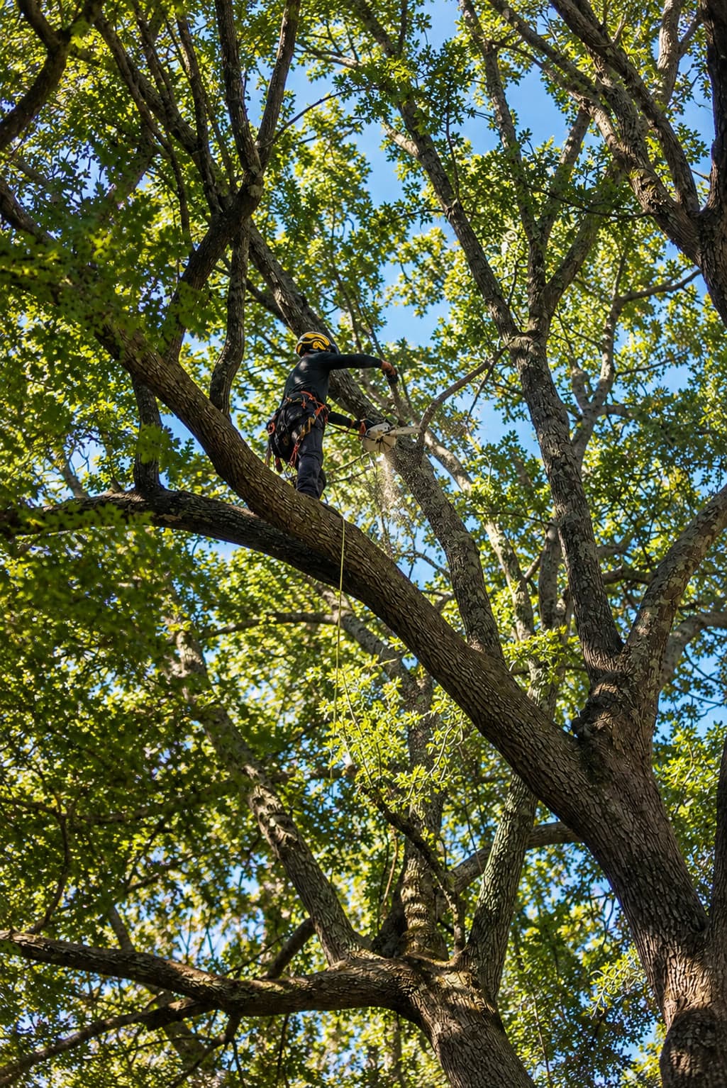 Arborist cutting through a live oak canopy