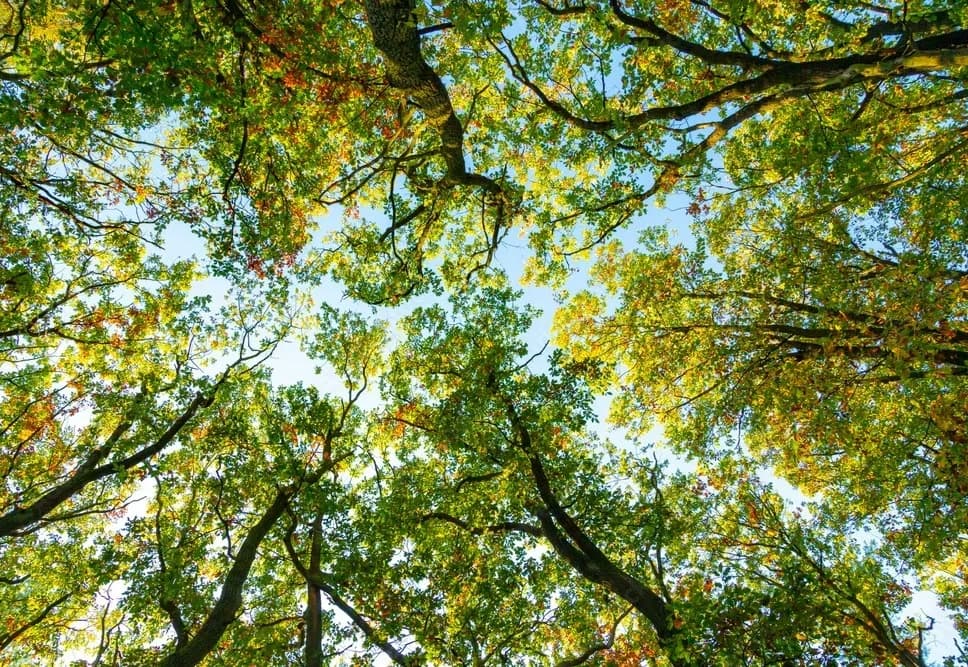Looking up into a tree canopy